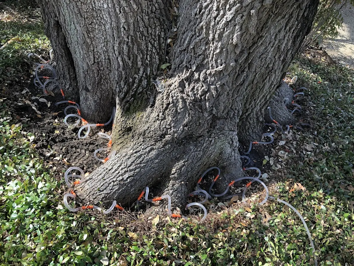 Detailed Tree Cabling and Bracing job site in Barhamsville