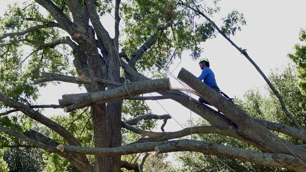 Professional Crown Thinning performed by certified arborists in Barhamsville